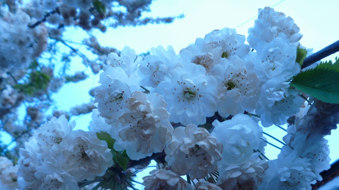 Cherry blossom SE27